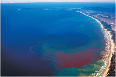 Red tide caused by algal bloom (eutrophication)