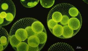 Volvox, colonial green algae