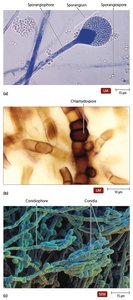 Asexual spores of molds