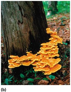 Mushrooms growing on tree