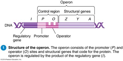 Structure of the operon diagram