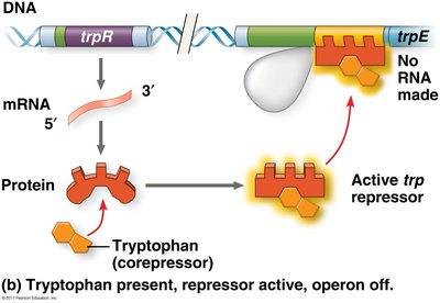trp operon regulation with tryptophan as corepressor