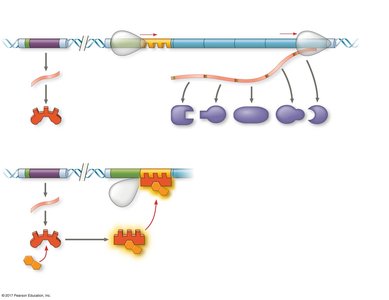 trp operon feedback inhibition