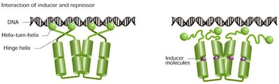 Interaction of inducer and repressor