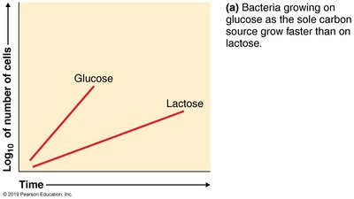 Bacterial growth on glucose vs lactose