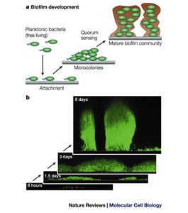 Quorum sensing and biofilm development