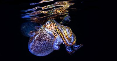 Bobtail squid and bioluminescence