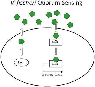 V. fischeri quorum sensing mechanism