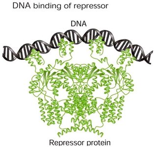 DNA binding of repressor protein