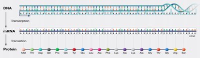 Diagram of the central dogma: DNA to mRNA to protein