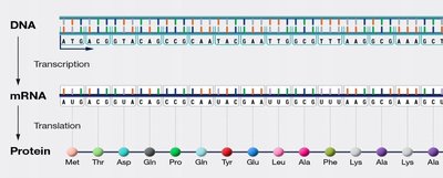 Diagram of translation: mRNA to protein