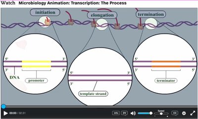 Diagram of eukaryotic transcription initiation
