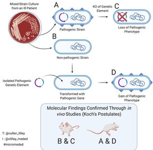 Diagram illustrating molecular Koch's postulates