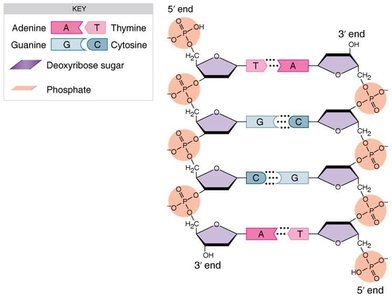 Diagram of DNA structure with base pairing