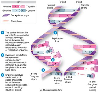 Diagram of the DNA replication fork