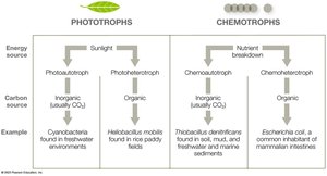 Classification of phototrophs and chemotrophs