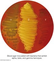 Blood agar showing alpha, beta, and gamma hemolysis