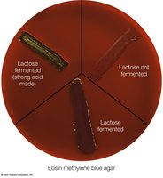 Eosin methylene blue agar showing lactose fermentation