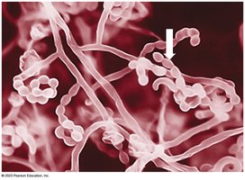 Budding in fungi or bacteria