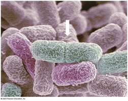 Binary fission in bacteria