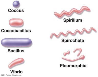 Typical prokaryotic morphologies