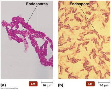 Locations of endospores in cells