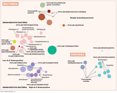 Prokaryotic taxonomy overview