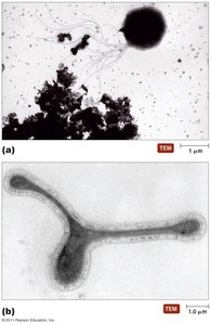 Archaea cell types