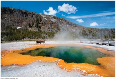 Hyperthermophilic archaea in hot springs