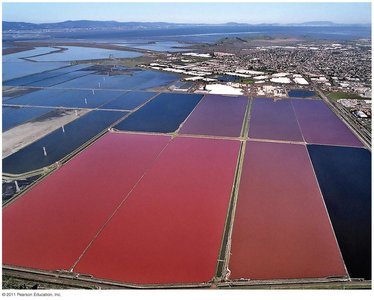Habitat of halophiles: highly saline water
