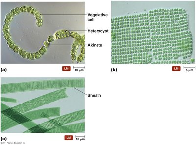 Examples of cyanobacteria with different growth habits