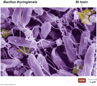 Crystals of Bt toxin, produced by Bacillus thuringiensis