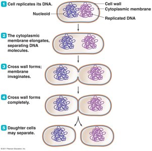 Binary fission process