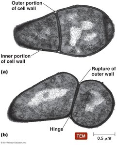 Snapping division in prokaryotes