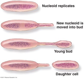 Budding in prokaryotes