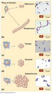 Arrangements of cocci