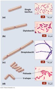 Arrangements of bacilli