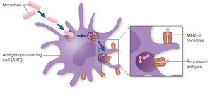 APC processing and presenting antigen to T cells