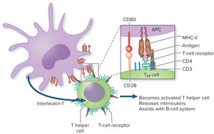 APC activating T helper cell via MHC-II and CD molecules