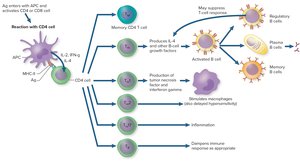 T-cell activation: CD4 cell differentiation and functions