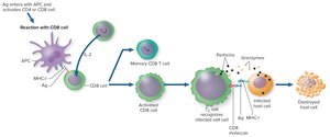 T-cell activation: CD8 cell response and destruction of infected cells