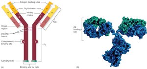 Antibody structure: diagrammatic and realistic views