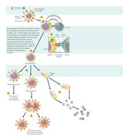 B-cell activation and differentiation
