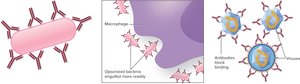 Antibody functions: opsonization, neutralization, agglutination