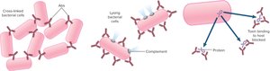 Antibody functions: complement activation, antitoxin activity
