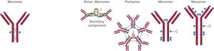 Immunoglobulin classes: monomer, dimer, pentamer