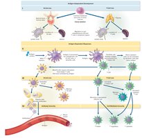 Stages of lymphocyte development and function