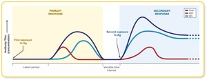 Graph of primary and secondary immune responses
