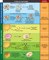Types of vaccines: antigenic component vaccines