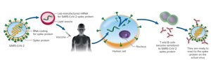 mRNA vaccine technology: SARS-CoV-2 spike protein
